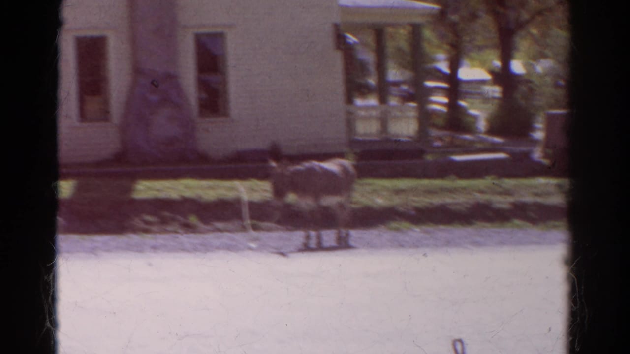 Donkey stands on a lead near a pale house, porch, trees, grass, and road in 1967 Colorado home-movie footage.