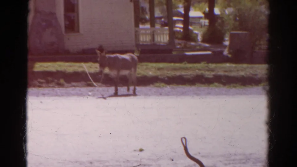 A tethered donkey faces the camera near a residential yard, with house siding, porch railings, trees, and road visible in Colorado, 1967.