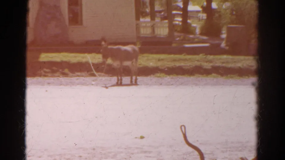 Warm, faded 8mm frame shows a donkey on a lead near a pale house, porch, trees, and roadside grass in 1967 Colorado.