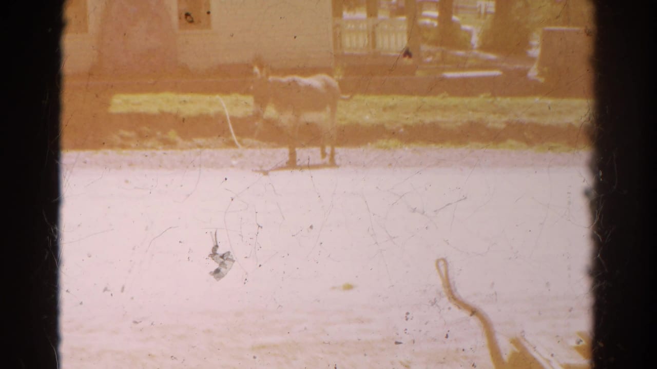 1967 Colorado home-movie frame with a donkey near a small house or building, seen across a bright foreground with visible film scratches.