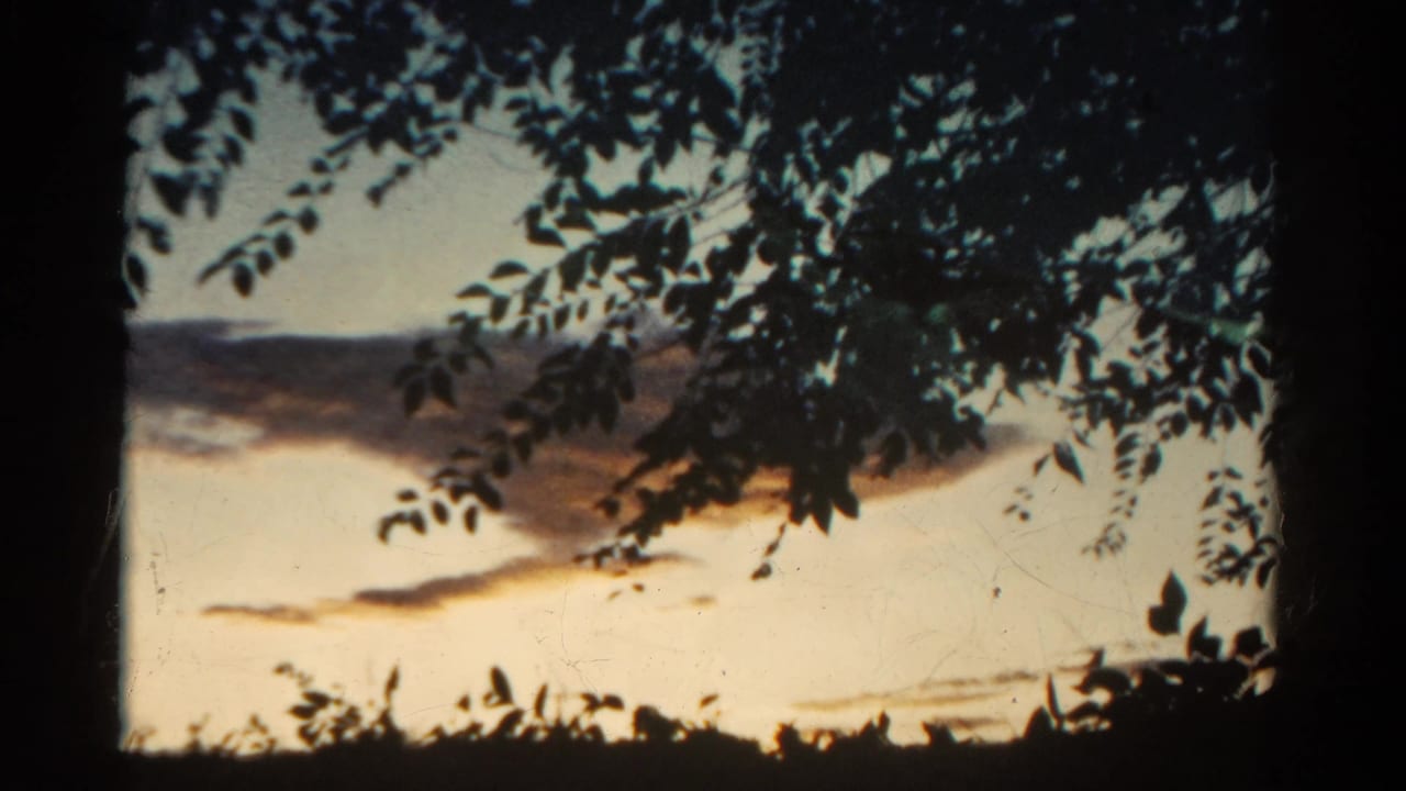 Silhouetted leaves frame rain-dark clouds in a pale sunset sky.
