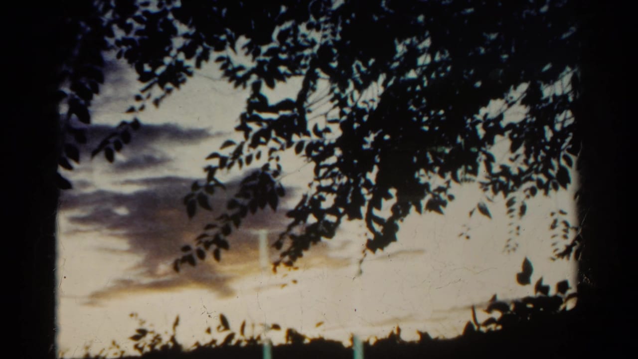 1967 Colorado 8mm frame showing silhouetted branches and leaves against a pale overcast sky with darker clouds.