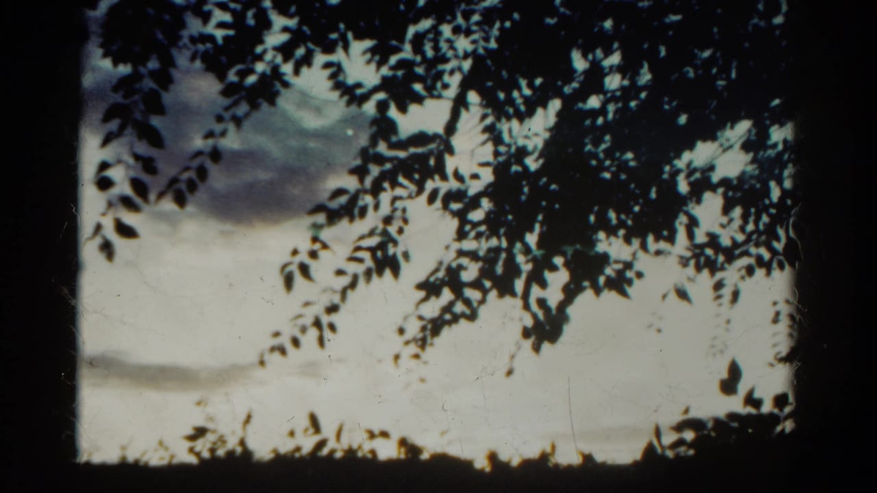 1967 Colorado 8mm frame showing leafy branches in silhouette against a bright overcast sky, with dark film edges.