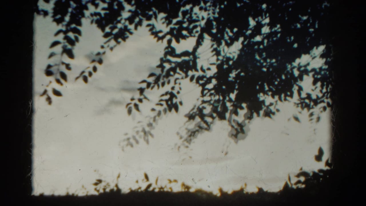 Leafy branches hang across a bright sky with dark borders at the frame edge.