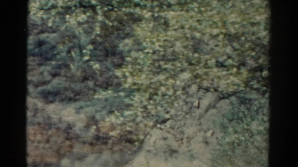 1967 Colorado 8mm view of leafy vegetation and brush over rough ground, with the image softened by grain and color shift.