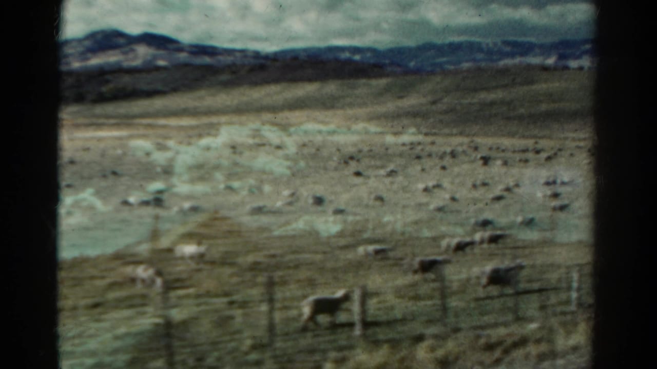 1967 Colorado home-movie view of sheep spread across open grazing land, a simple fence line, and distant mountains.