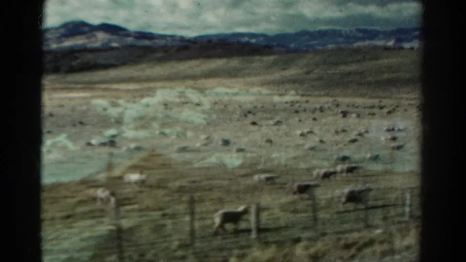 1967 Colorado home-movie view of sheep spread across open grazing land, a simple fence line, and distant mountains.