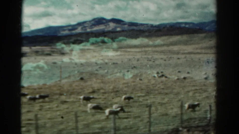 1967 Colorado home-movie frame of sheep near a fence in dry pasture, with open land and mountains in the background.
