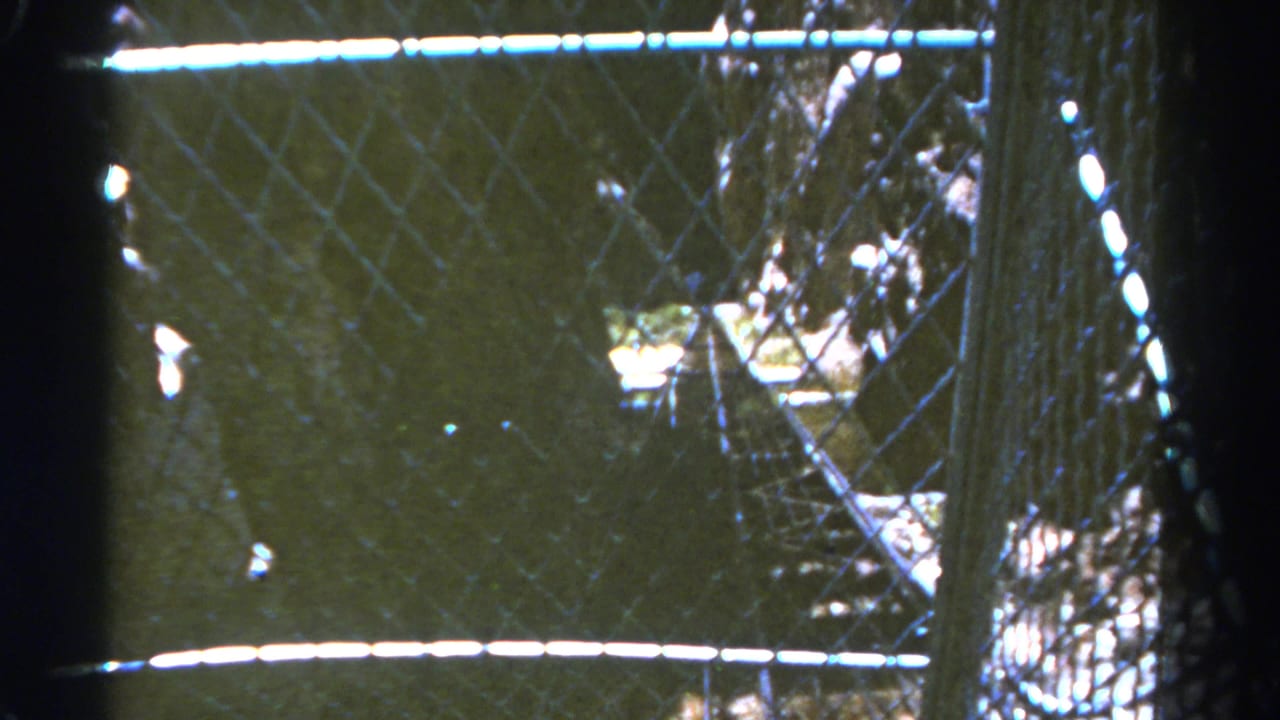 1967 Colorado 8mm view through a chain-link fence, with a bright rail crossing the frame and dark foliage beyond.
