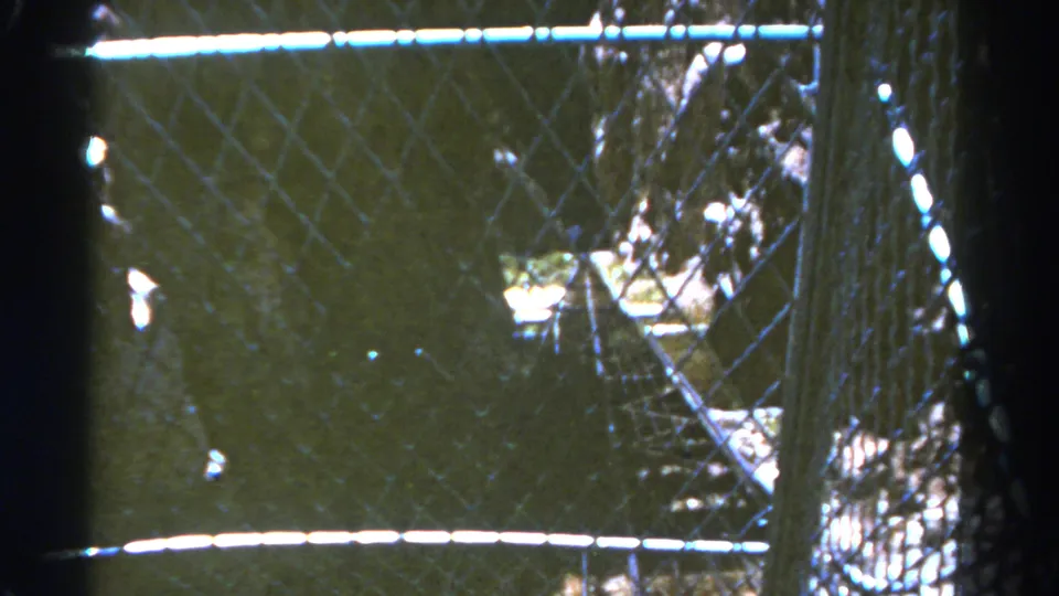 1967 Colorado 8mm view through a chain-link fence, with a bright rail crossing the frame and dark foliage beyond.