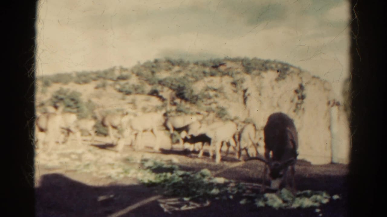 Deer gathered near a rocky roadside eating scattered vegetables.