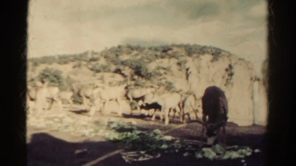 1967 Colorado roadside frame with deer clustered near a rocky embankment, eating leafy vegetables spread on the asphalt.