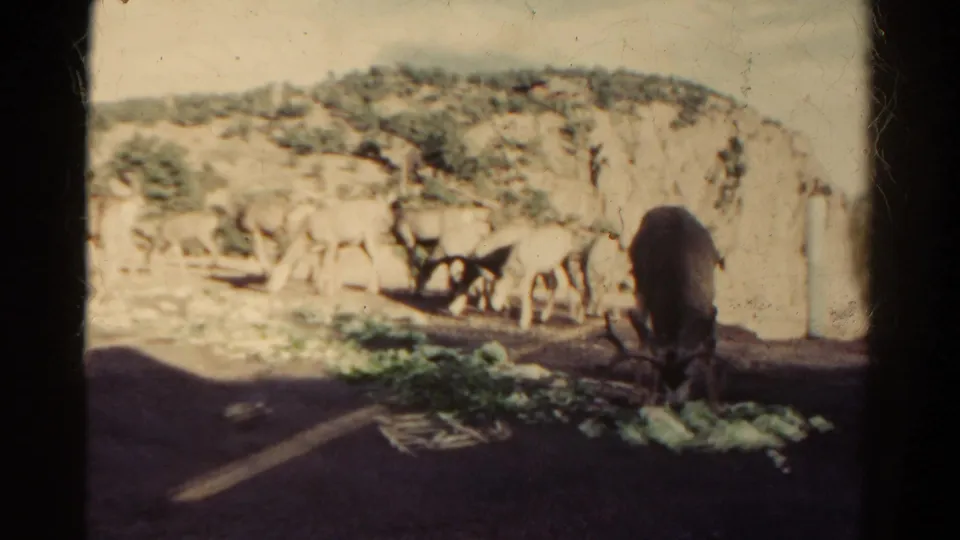 1967 Colorado 8mm frame showing multiple deer beside a rock wall, with one closer animal eating greens on the roadside.