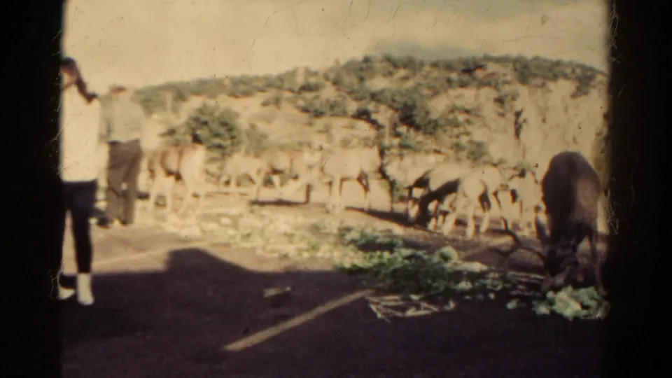 1967 Colorado roadside frame with deer eating scattered greens while a standing visitor watches from the left edge of the scene.