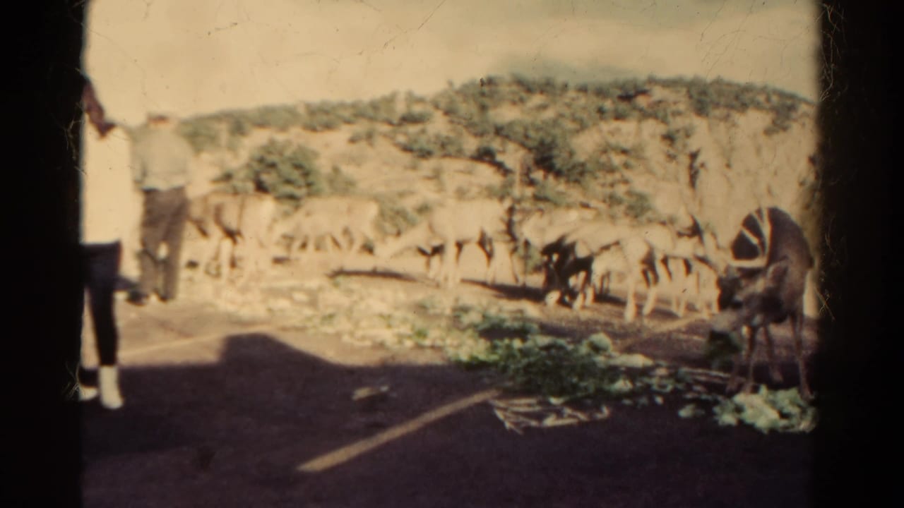 Deer gather near scattered vegetables while a person stands at the edge of the frame.