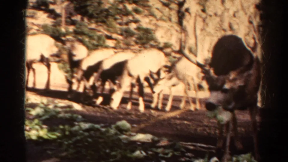 1967 Colorado 8mm frame with several deer feeding on leafy vegetables beneath rocky slopes and sparse trees.