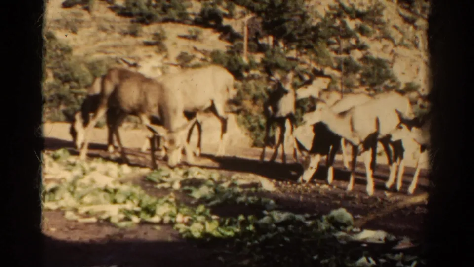 1967 Colorado 8mm frame showing deer, including antlered animals, feeding near leafy vegetables in a rocky outdoor setting.