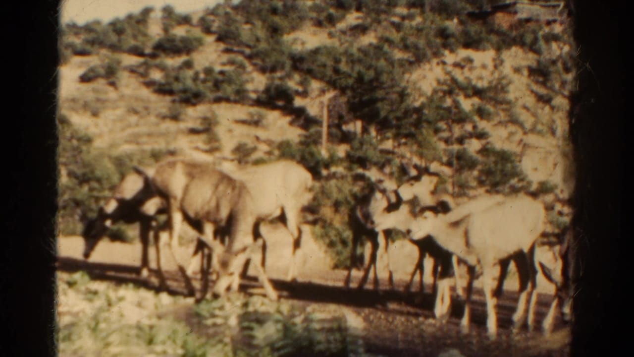 Several deer graze near dry ground below a scrub-covered hillside.