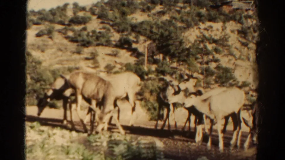 1967 Colorado 8mm frame showing deer grazing in a dry field with scrubby hillside terrain and scattered trees behind them.