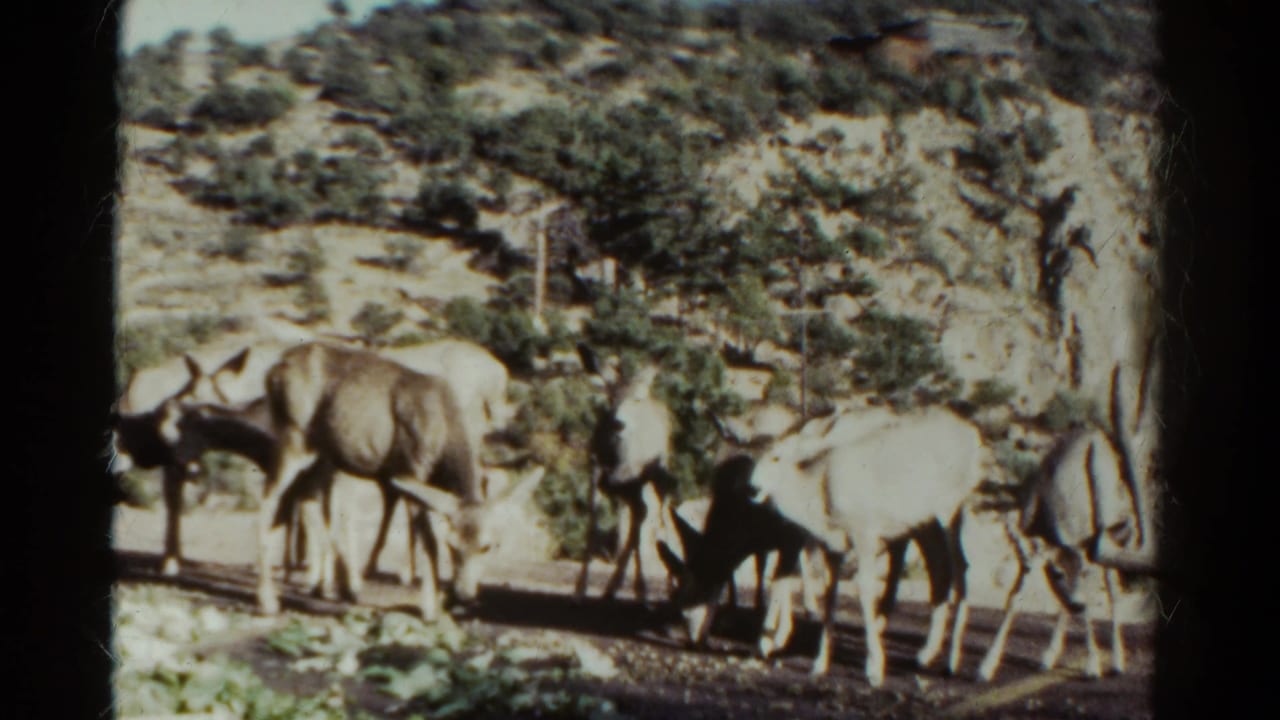 A small herd of deer stands and grazes beside a brushy hillside.