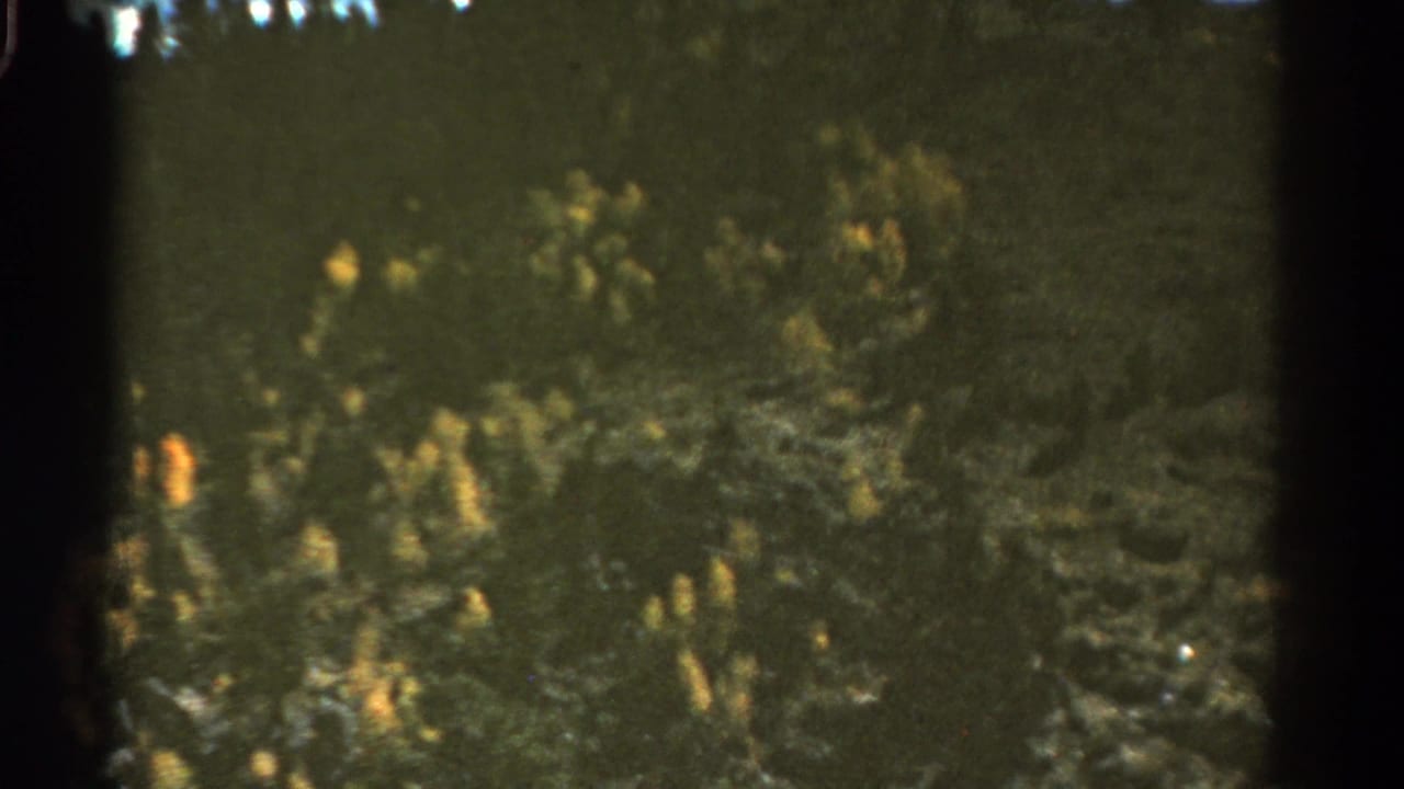Evergreen forest seen from a moving vehicle, with yellow flowers and dark film edges.