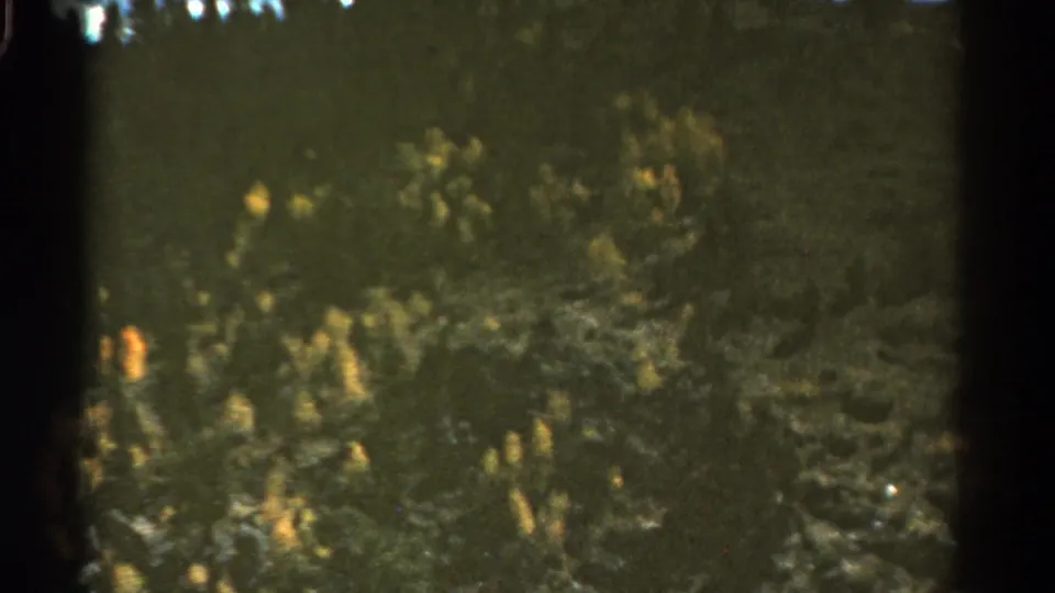 1967 Colorado 8mm frame showing dense evergreen growth and yellow roadside flowers from a moving car perspective.