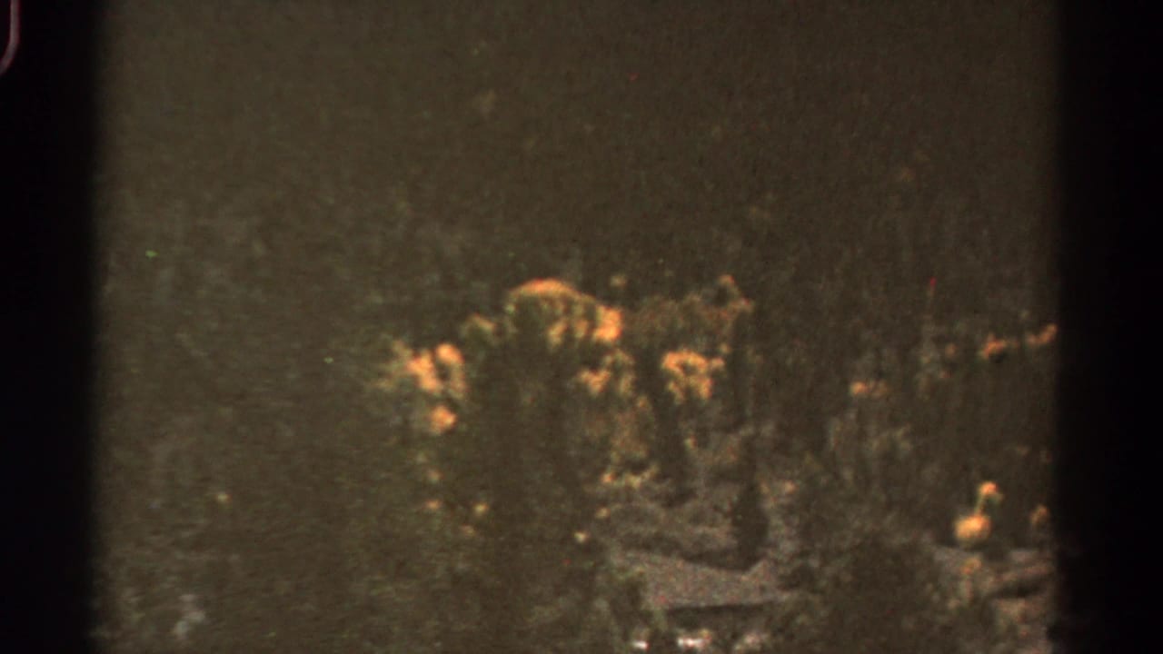 Colorado home-movie frame showing yellow-flowering roadside bushes against dark wooded vegetation.