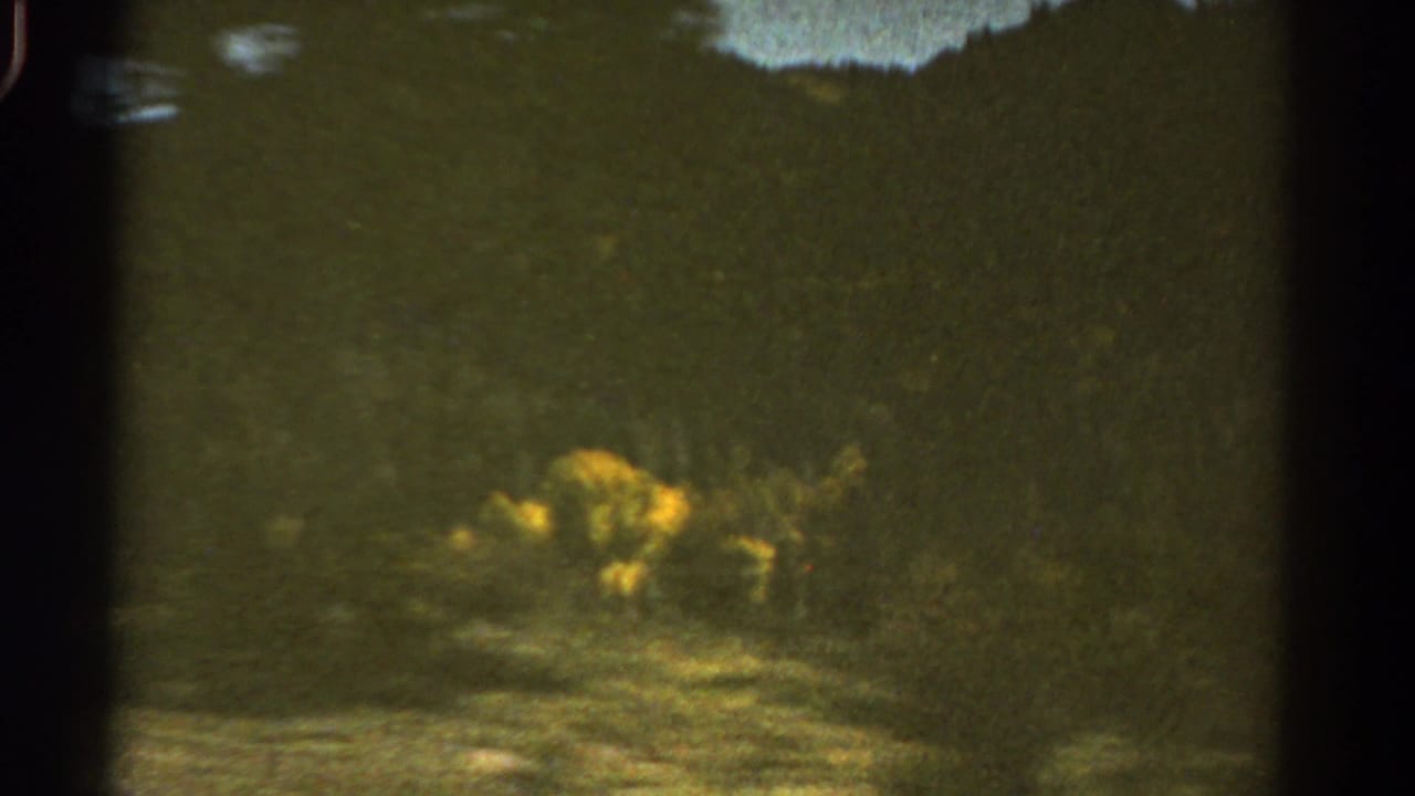 1967 Colorado 8mm road-view frame showing a tree-covered mountain slope and bright yellow wildflowers in soft focus.
