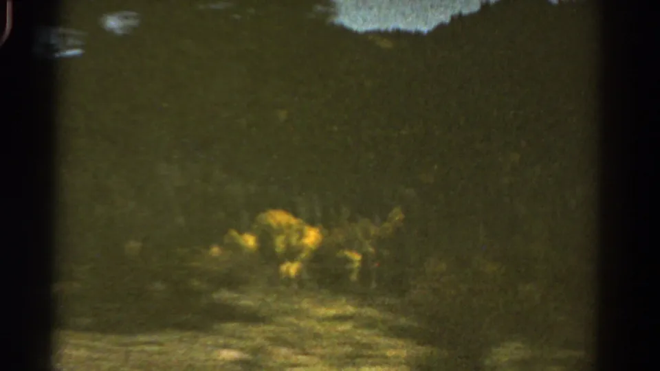 1967 Colorado 8mm road-view frame showing a tree-covered mountain slope and bright yellow wildflowers in soft focus.