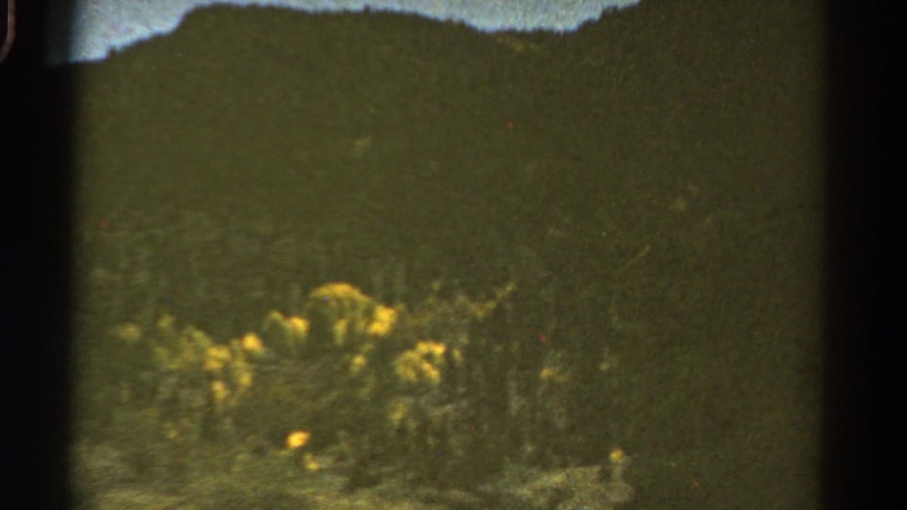 Dark green hillside with yellow flowers and a strip of sky at the top of the frame.