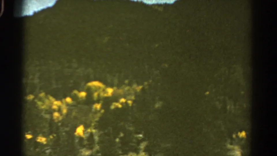 Soft 1967 Colorado road-trip frame with yellow wildflowers low in the scene and a dark green mountain slope behind them.