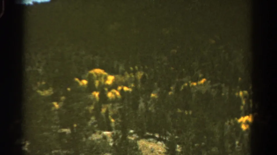 1967 Colorado 8mm frame showing yellow wildflowers along a roadside with dense mountain vegetation behind them.