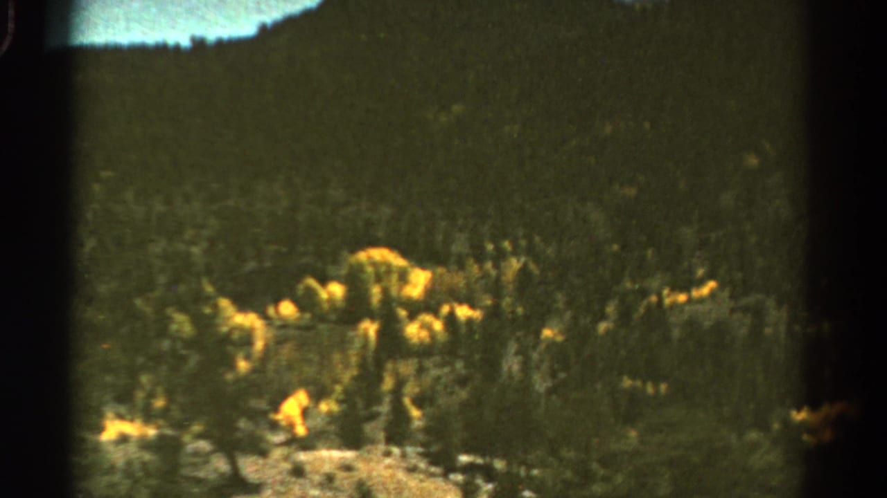 Yellow wildflowers and grass seen through dark film-frame edges.