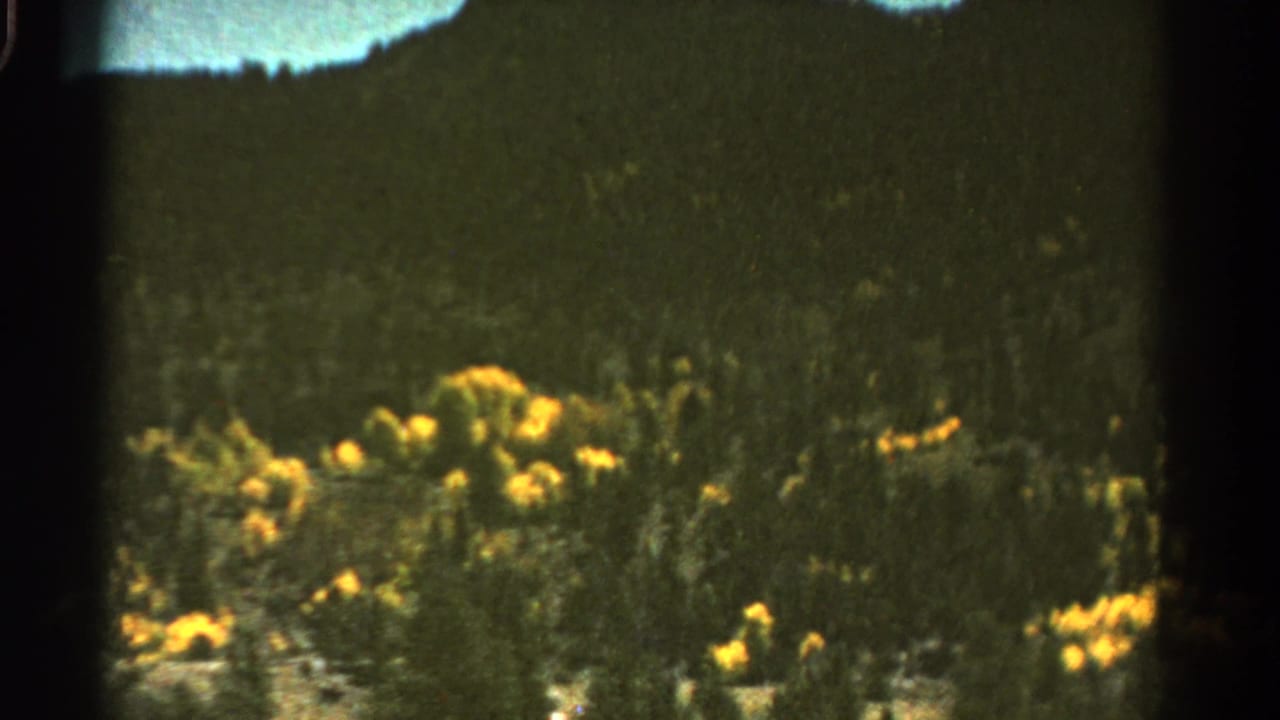 Cluster of yellow wildflowers in grass with dark vertical frame edge.