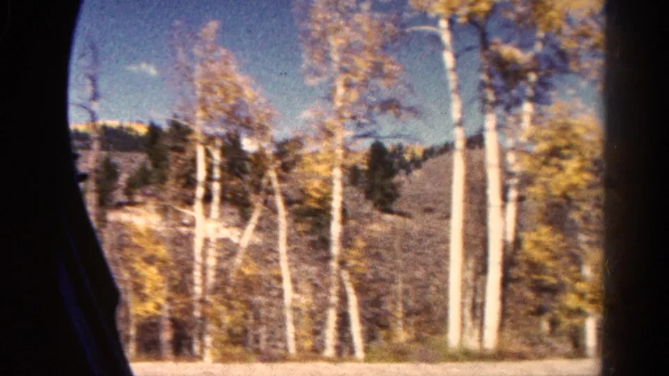 Colorado road-trip footage shows pale tree trunks, yellow foliage, distant hillside, and blue sky through the vehicle window.
