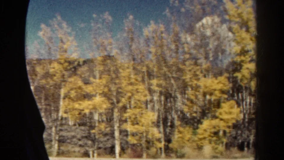 Lower train-window view of Colorado aspen trees, pale trunks, golden foliage, and a low hillside during the 1967 journey.