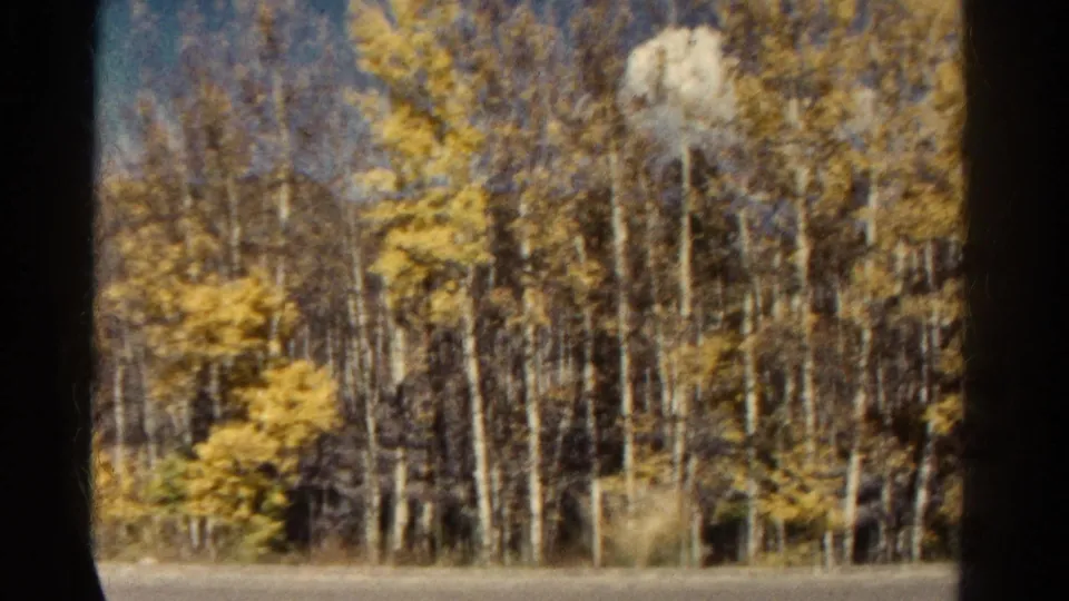 Dense Colorado aspen stand with yellow leaves and pale trunks, partially obscured by a dark vertical train-window divider.