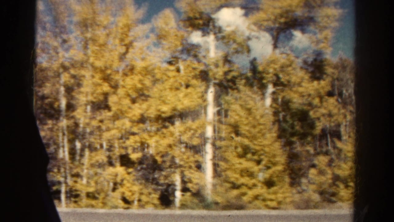 Colorado mountain forest in 1967 8mm footage, with yellow aspens, dark vehicle framing, and a bright patch of sky.