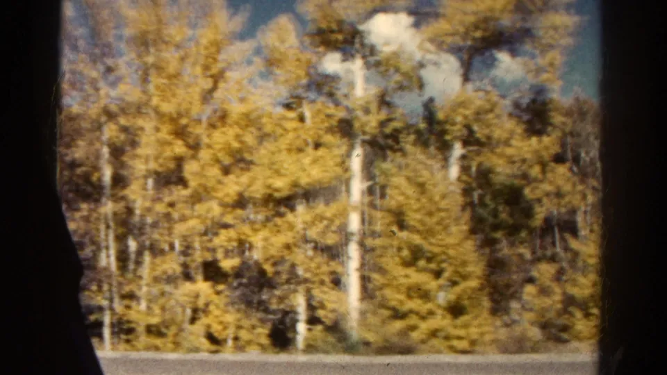 Colorado mountain forest in 1967 8mm footage, with yellow aspens, dark vehicle framing, and a bright patch of sky.