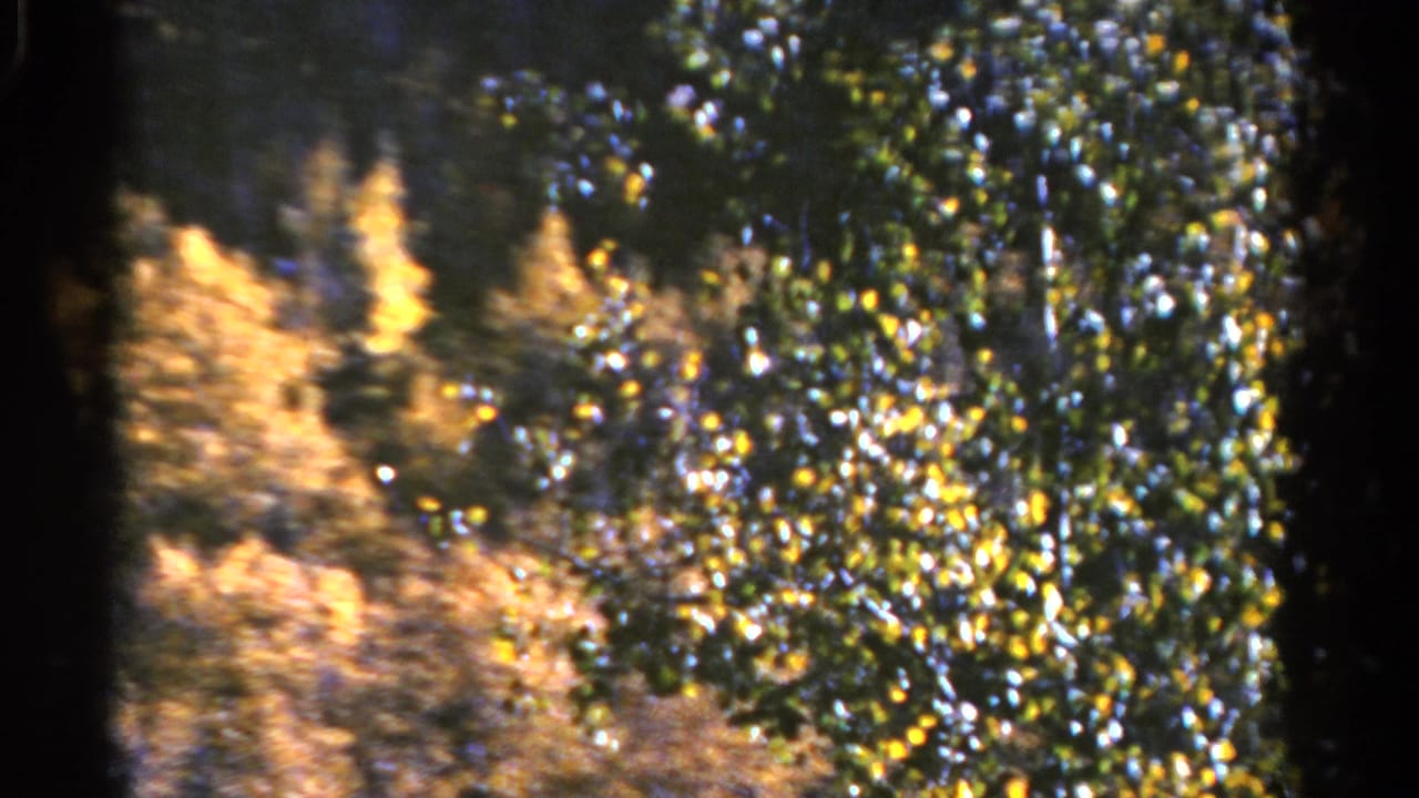 1967 Colorado 8mm frame showing sunlit aspen-like foliage and evergreen trees on a sloped mountain landscape.