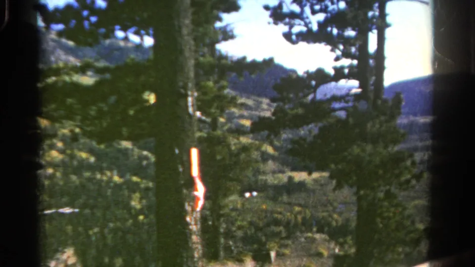 8mm Colorado frame with close pine trunks, dense green foliage, distant hills, and a small red roadside marker near the lower frame.