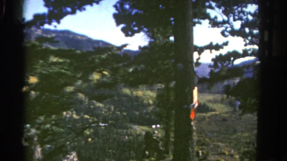 1967 Colorado 8mm still showing a pine trunk, evergreen branches, distant mountain ridges, and a red marker at the edge of the overlook.