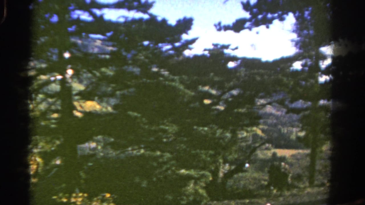 Colorado forest view on 8mm film, with evergreen branches and trunks obscuring rolling hills in the distance.