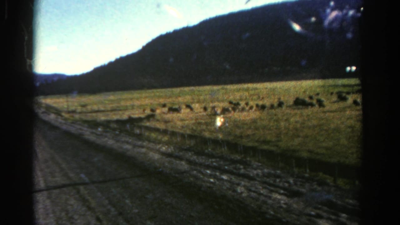 Dirt road beside fenced pasture with sheep grazing below dark mountains.