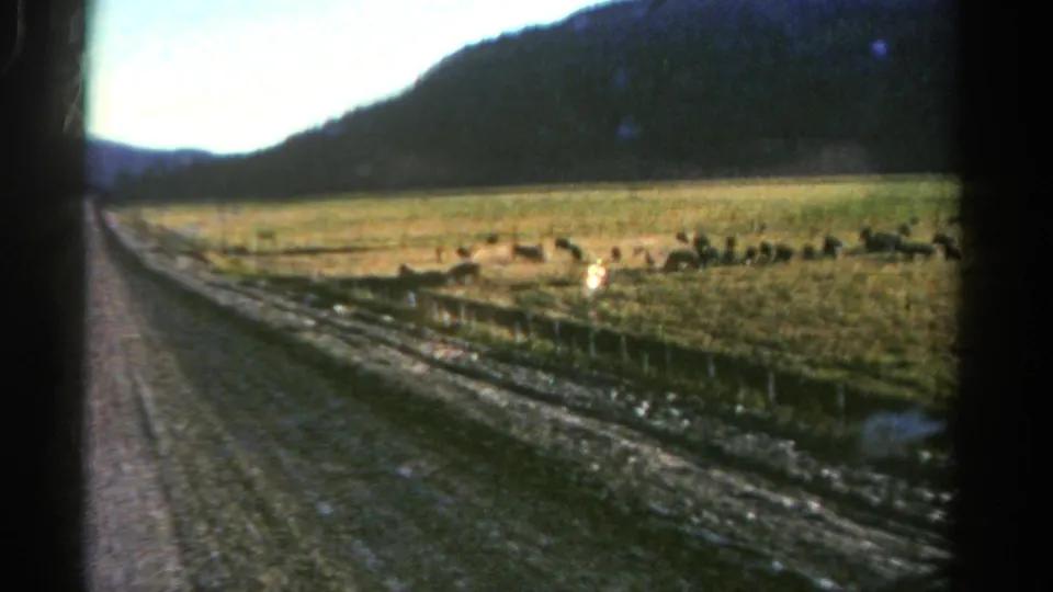 1967 Colorado 8mm view along a dirt road beside a fenced field with sheep grazing under mountain terrain.