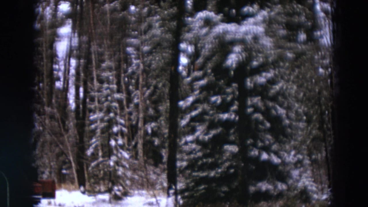 Snow-covered pine forest with a dark vertical film edge near center.