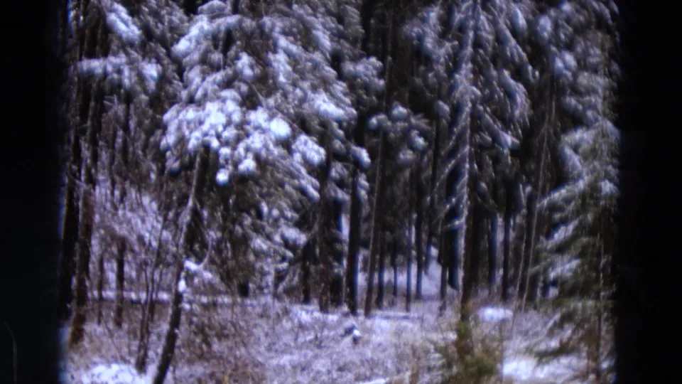 A soft 8mm view of snow-covered pines and winter brush in the wooded Michigan setting.