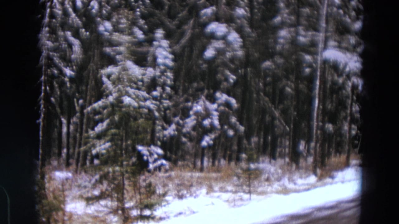 Snow-covered forest roadside with dark 8mm frame edges.