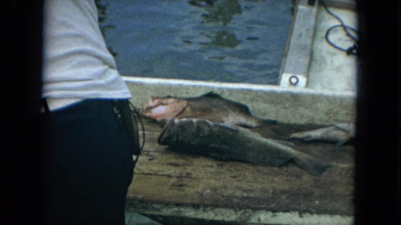 1967 Florida 8mm frame of several fish laid on a wooden dock next to marina water and a partially visible man.