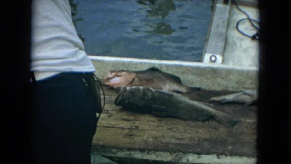 1967 Florida 8mm frame of several fish laid on a wooden dock next to marina water and a partially visible man.